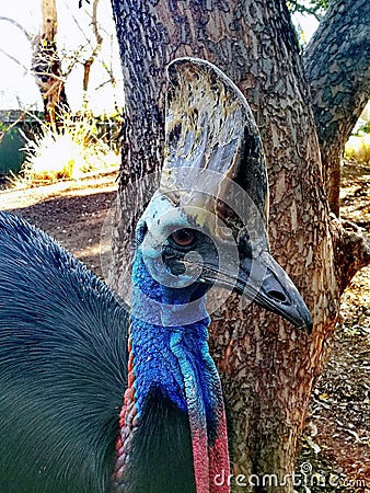 Southern Cassowary @ Featherdale wild park Stock Photo