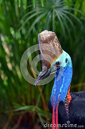 Southern cassowary head against tropical foliage background Stock Photo