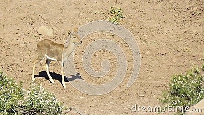 Southern common reedbuck ewe Stock Photo