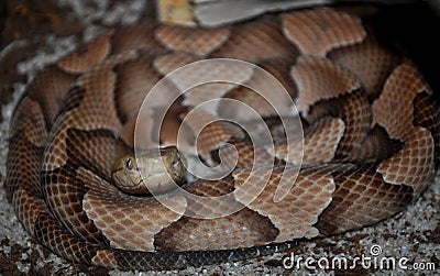 Southern Copperhead (Agkistrodon contortrix) Stock Photo