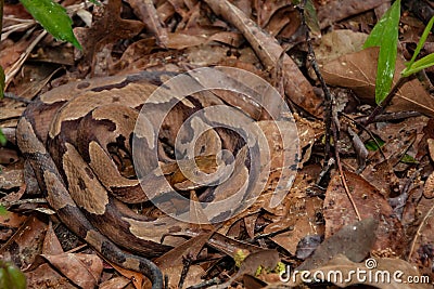 Southern Copperhead Snake Stock Photo