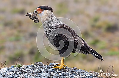 Southern crested caracara with prey at Villarrica N.P. Stock Photo