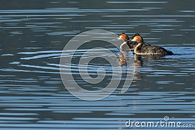 Southern crested grebes Stock Photo