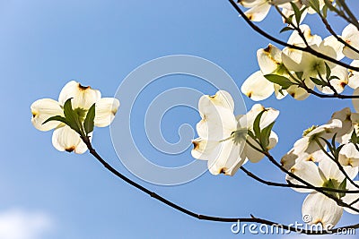 Southern dogwood trees in bloom Stock Photo