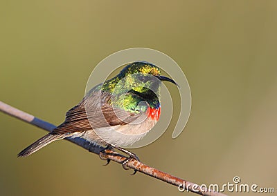 Southern Double-collared Sunbird Stock Photo