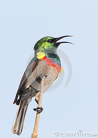 Southern Double-collared Sunbird Stock Photo