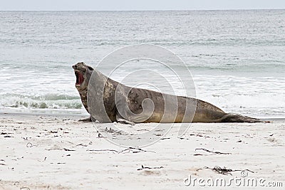 Southern elephant seal is crying around Stock Photo