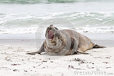 Southern elephant seal is crying around Stock Photo