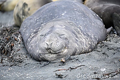 Southern Elephant Seal - Mirounga leonina - resting on beach in South Georgia Stock Photo