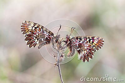 Southern festoon (Zerynthia polyxena) butterfly Stock Photo