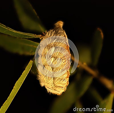 Southern flannel moth puss caterpillar Stock Photo