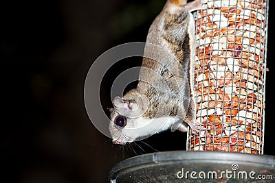 Southern Flying Squirrel Stock Photo