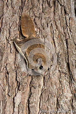 Southern Flying Squirrel Stock Photo