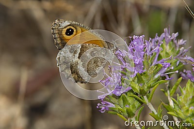 Southern Gatekeeper nectaring on Coris Stock Photo