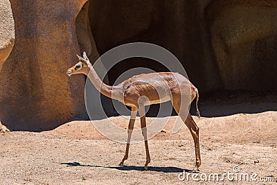Southern Gerenuk Litocranius Walleri. Ungulate very skinny tall antelope with long overbite front teeth found in Africa Tanzania Editorial Stock Photo
