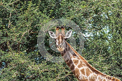 Southern Giraffe Giraffa giraffa Stock Photo