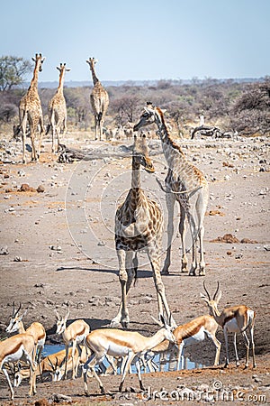 Southern giraffe and springbok congregate at waterhole Stock Photo