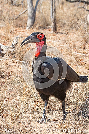 Southern gound-hornbill frontal Stock Photo
