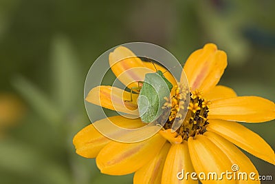 Southern green stink bug Stock Photo