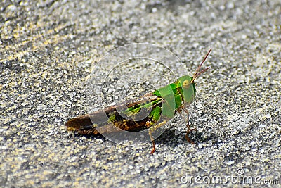 southern green striped grasshopper on the boat ramp Stock Photo
