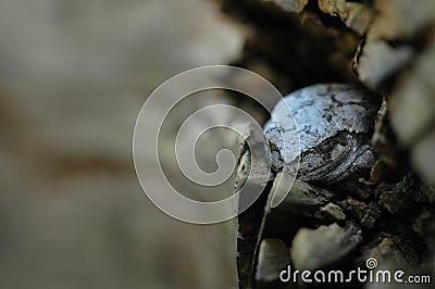 Southern Grey Tree Frog Stock Photo