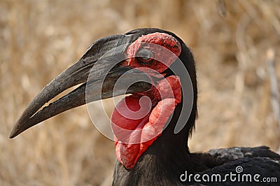 Southern Ground-Hornbill Stock Photo