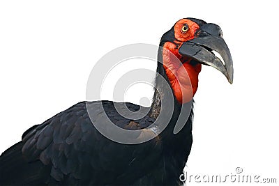 Southern ground hornbill Bucorvus leadbeateri formerly known as Bucorvus cafer , isolated portrait Stock Photo