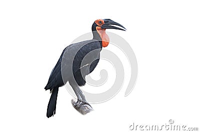 Southern ground-hornbill, Bucorvus leadbeateri, largest hornbill in the world Stock Photo