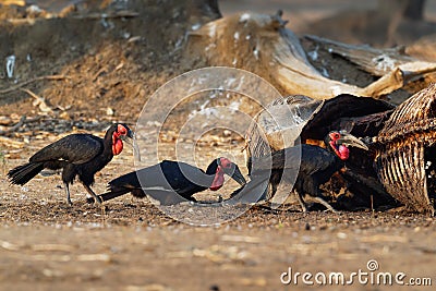 Southern Ground-Hornbill - Bucorvus leadbeateri next to the elephant carrion, formerly Bucorvus cafer, largest hornbill worldwide Stock Photo