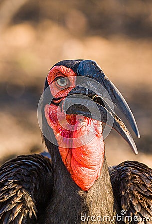 Southern Ground Hornbill stands in the long grass peering down in the search for prey Stock Photo