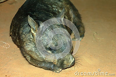 Southern Hairy-nosed Wombat Stock Photo