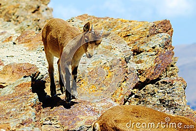 Southern Ibex Kid chancing his luck Stock Photo
