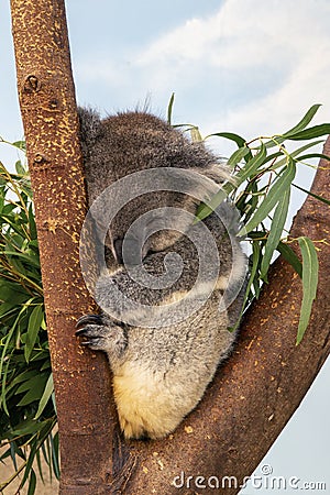 Southern Koala hanging onto a eucalyptus tree Stock Photo