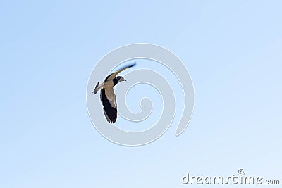 The Southern Lapwing flight on Blue Horizon Stock Photo