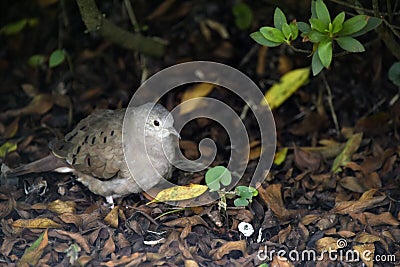 Southern lapwing or Turtledove the smallest Brazilian wild dove Stock Photo