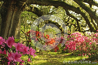 Southern Live Oak Trees in spring give shade to colorful azalea plants. Stock Photo