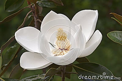 Southern magnolia flower Stock Photo