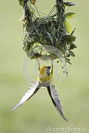 Southern Masked Weaver Bird Stock Photo