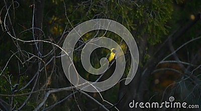 Southern masked yellow weaver , Ploceus velatus perched and working during breeding season Stock Photo