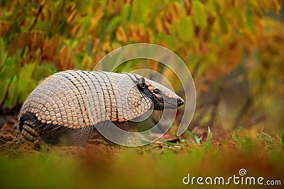 Southern Naked-tailed Armadillo, Cabassous unicinctus, strange rare animal with shell in the nature habitat, Pantanal, Brazil Stock Photo