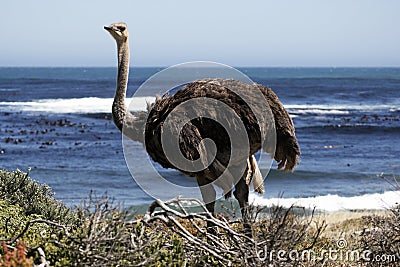 Southern ostrich struthio camelus Stock Photo
