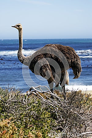 Southern ostrich struthio camelus Stock Photo