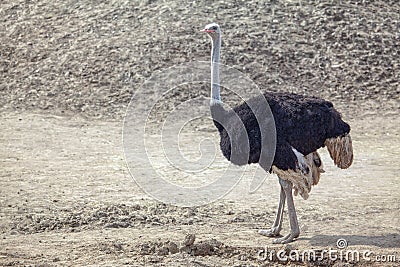 Southern Ostrich Stock Photo