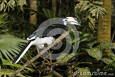 Southern pied-hornbill or Asian Pied-hornbill, Anthracoceros albirostris Stock Photo