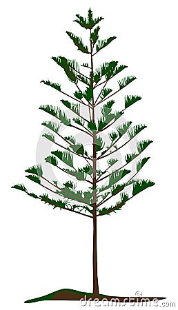 Southern Pine Vector Illustration