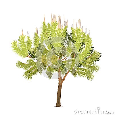 The southern pine with young escapes in color Vector Illustration