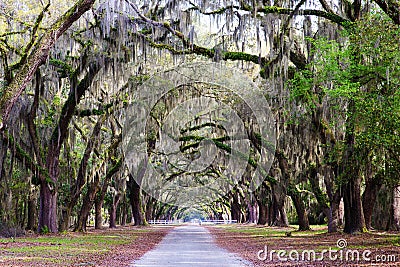 Southern Plantation, with oak tree path Stock Photo