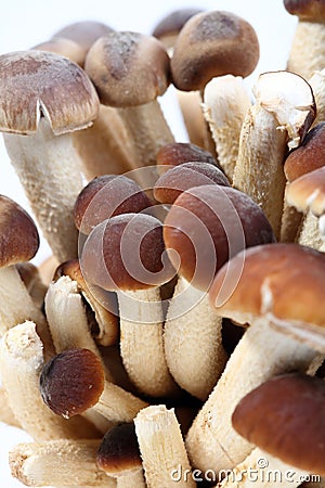 Southern Poplar Mushroom Stock Photo