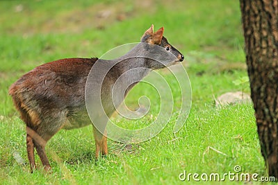 Southern pudu Stock Photo