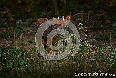 Southern pudu, Pudu puda, male the nature habitat, forest in China. Pudu green grass, feeding leaves in the forest, nature Stock Photo
